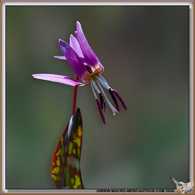 Erythrone dent de chien